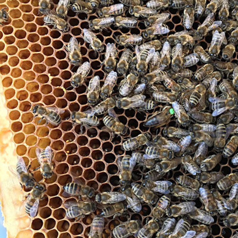 Bienenwabe mit Bienenkönigin