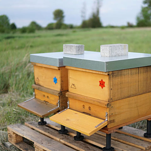 Carnica bee colony certified organic 10 honeycombs 