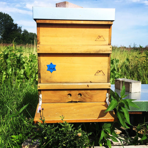 Carnica Wirtschaftsvolk certified organic on 20 zander honeycombs 